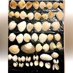 Clams Shells Lot Of 50 …Size 1.5”-5.5”Great For Crafts aquarium